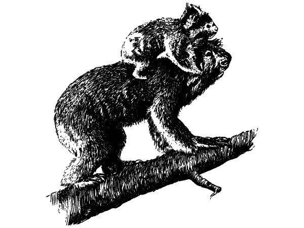 Животные 2714