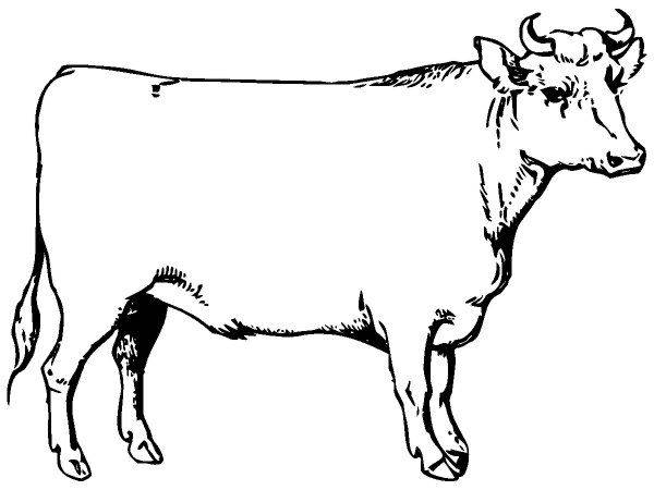 Животные 110 Животные 110