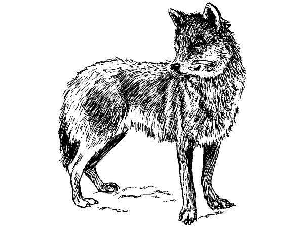 Животные 1143