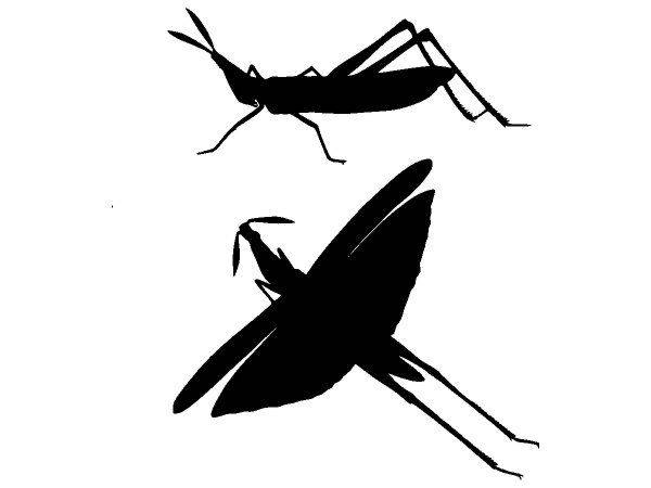 Животные 3247 Животные 3247