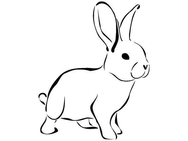 Животные 1536