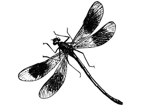 Животные 2849