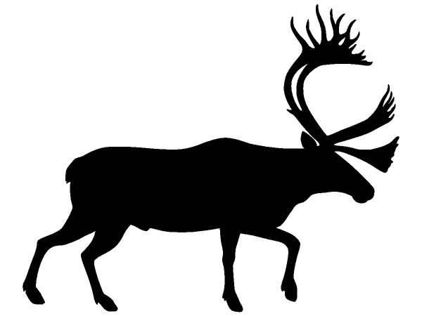 Животные 404