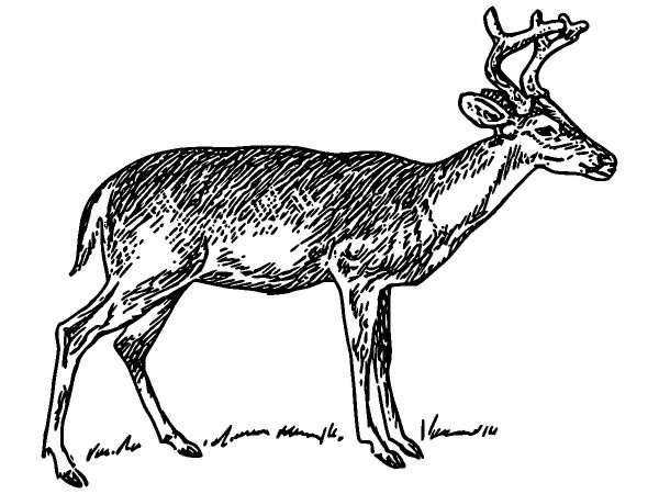 Животные 351