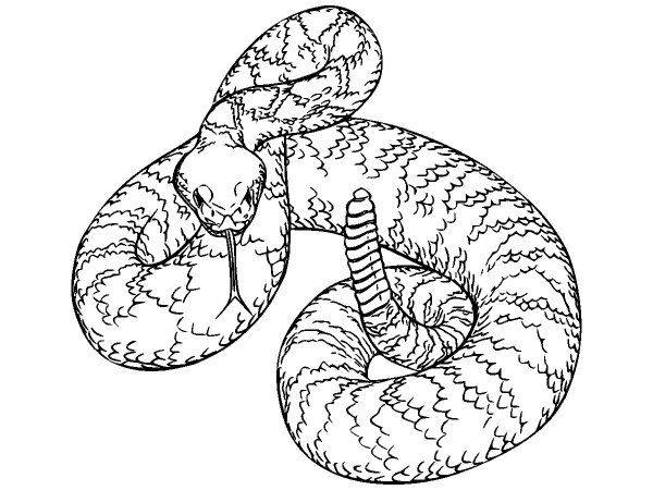 Животные 3584 Животные 3584