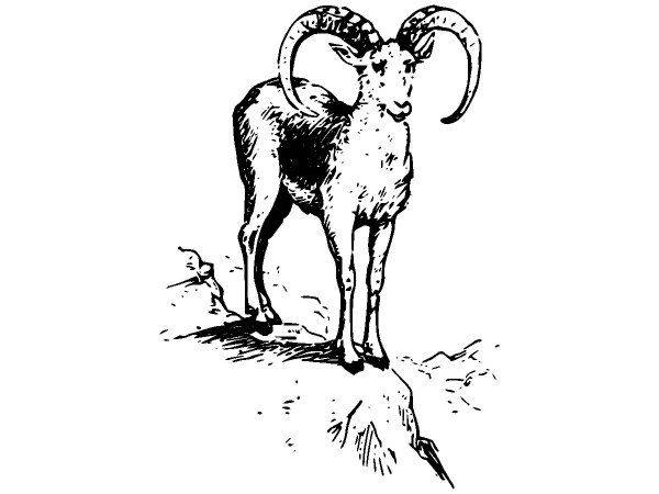 Животные 2648