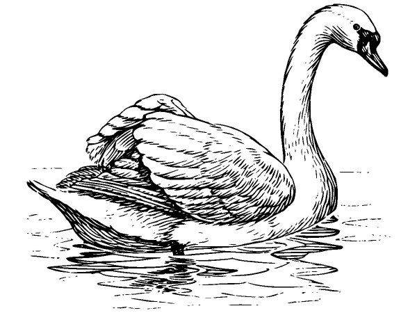 Животные 1132