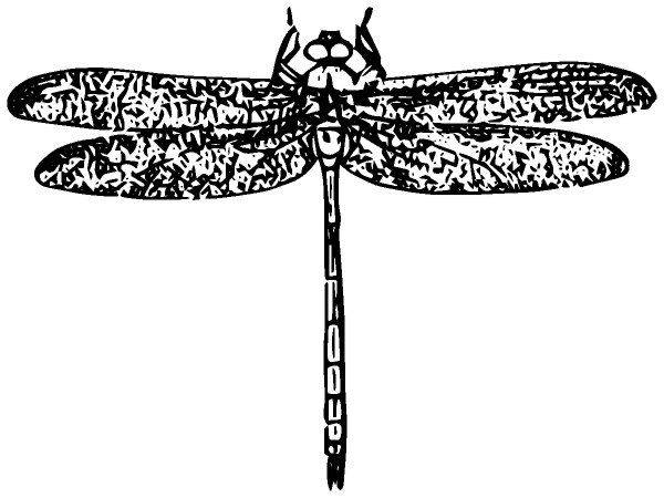 Животные 2479 Животные 2479