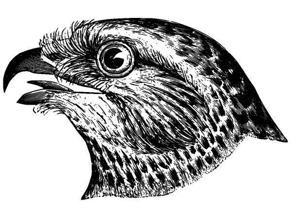 Животные 833