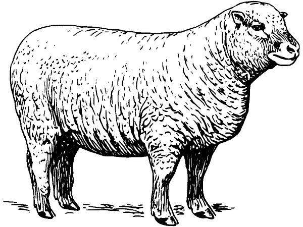 Животные 1112