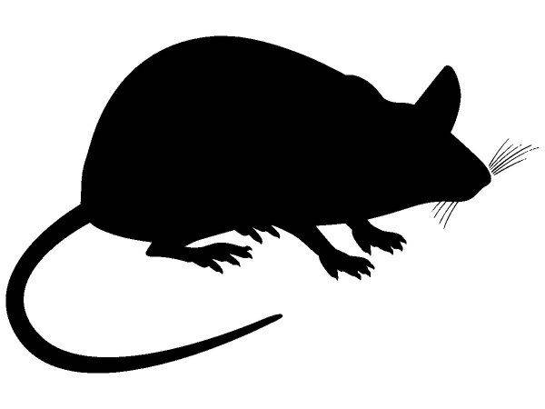 Животные 3197 Животные 3197