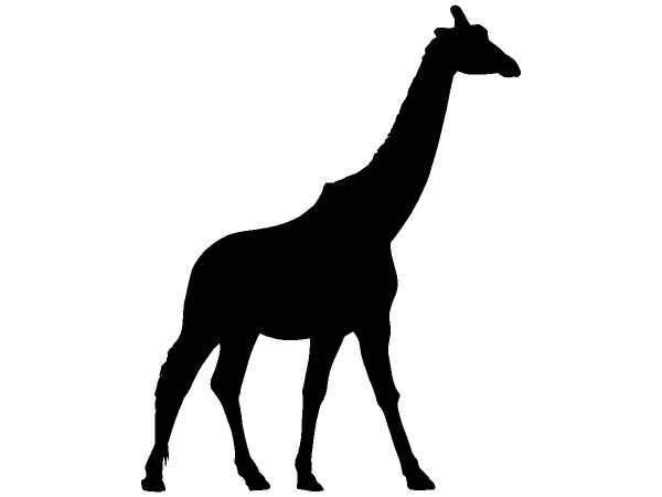 Жираф 66