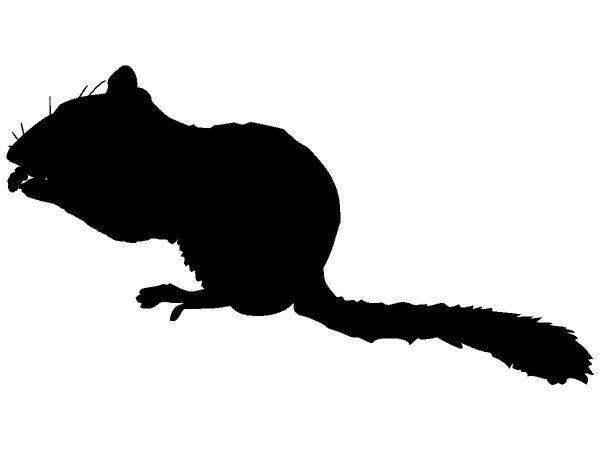 Животные 696