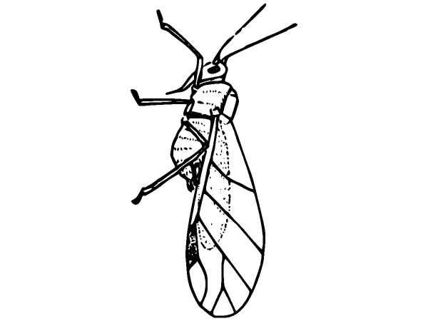 Животные 869