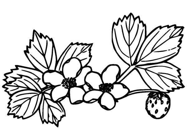 Цветы 379
