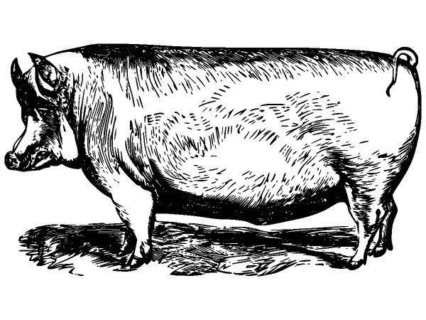 Животные 3588 Животные 3588