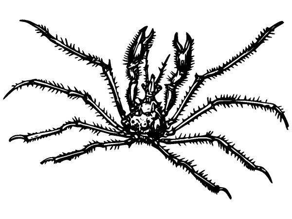 Животные 2851