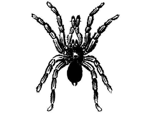 Животные 3280 Животные 3280