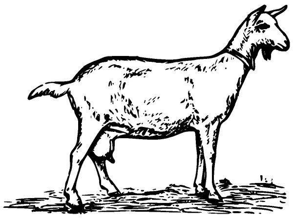 Животные 1151