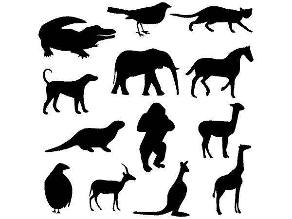 Животные 2711