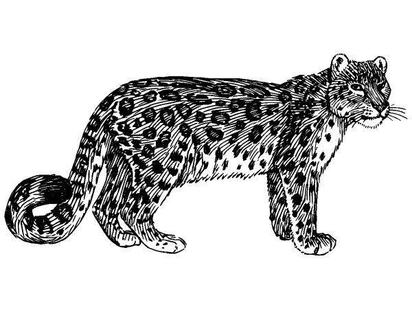 Животные 1122