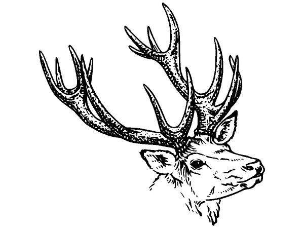 Животные 210