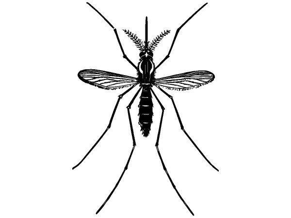 Животные 3942