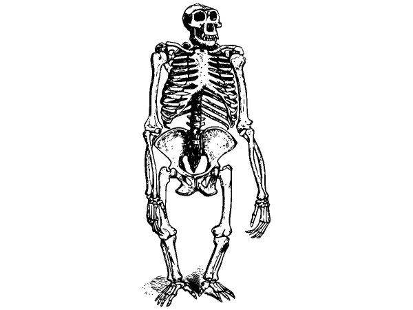 Животные 2689