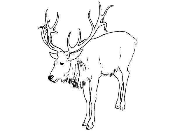 Животные 279