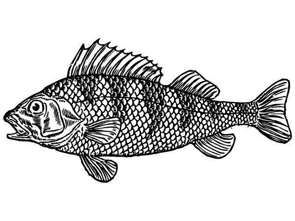 Животные 125 Животные 125