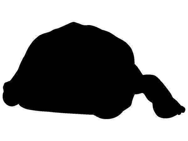 Животные 3232 Животные 3232