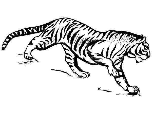 Животные 1135