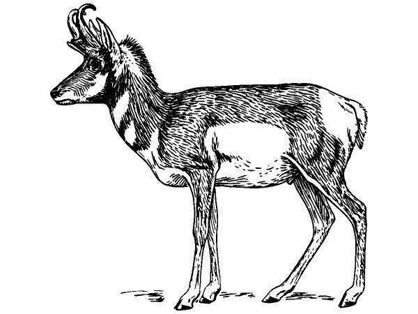 Животные 1092 Животные 1092