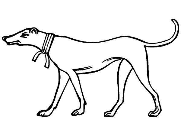 Животные 2795 Животные 2795