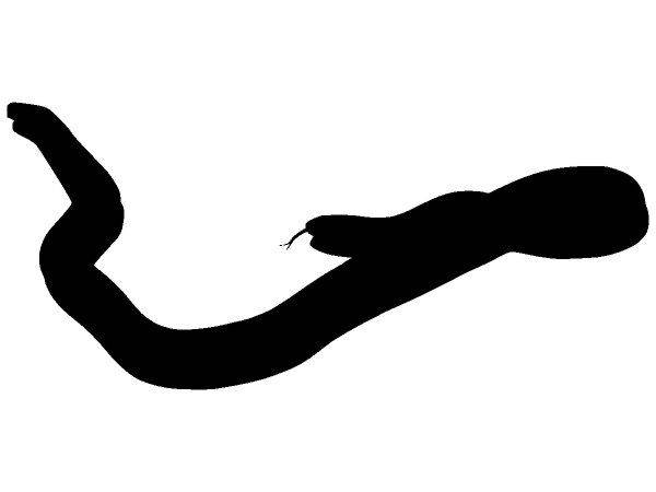 Животные 4299 Животные 4299