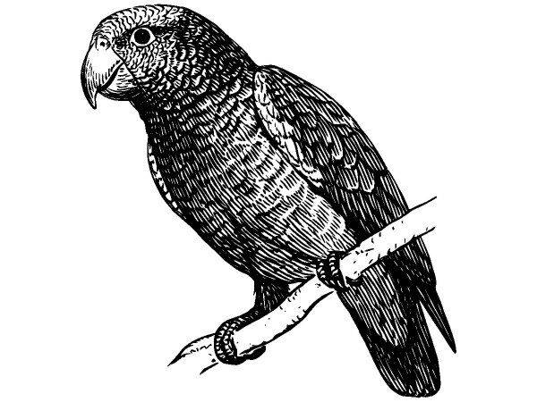 Животные 589