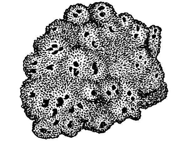 Животные 1125