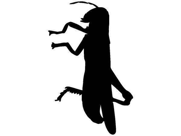 Животные 2456 Животные 2456