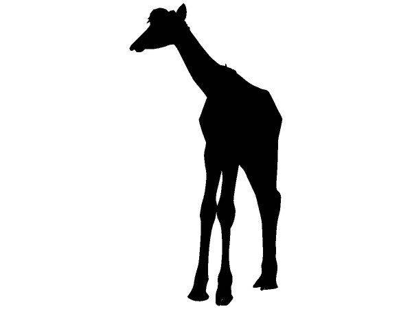 Животные 223