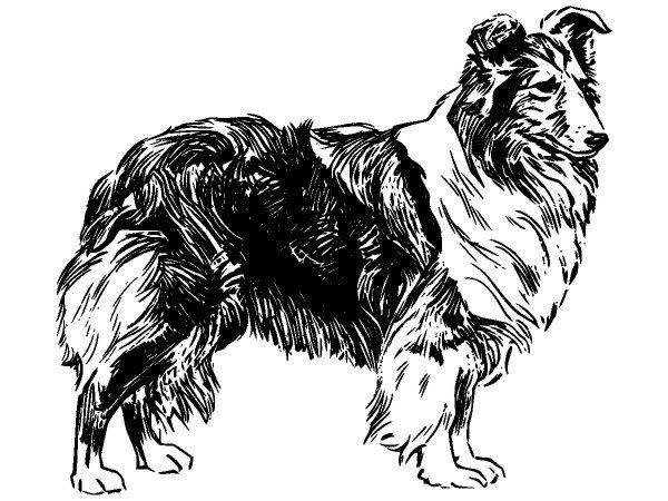 Животные 231