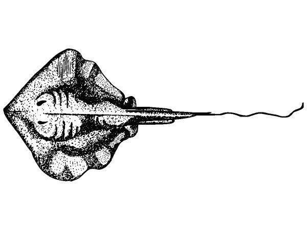 Животные 1129