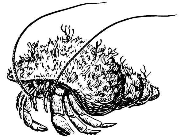 Животные 1268