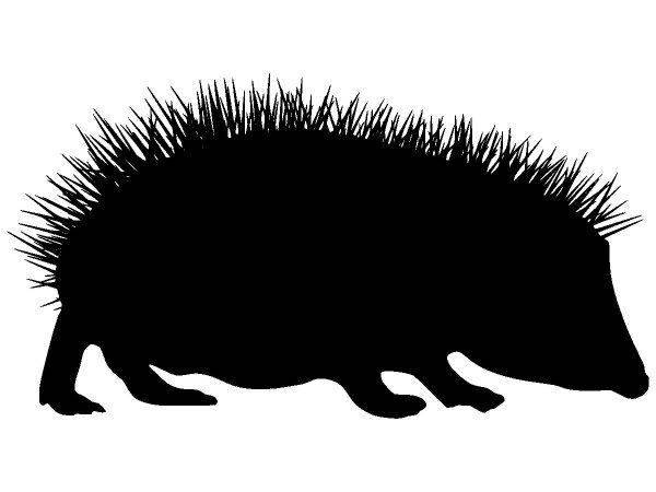 Животные 2544