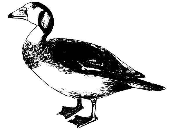 Животные 2713 Животные 2713