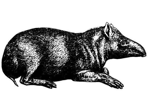 Животные 3837