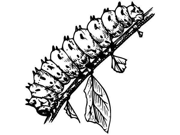 Животные 3765 Животные 3765