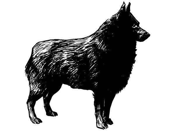 Животные 1102