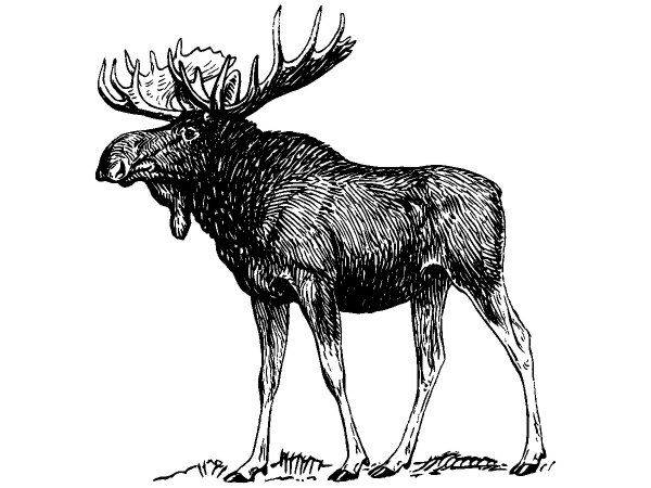 Животные 1069 Животные 1069