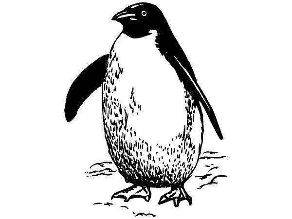 Животные 587 Животные 587