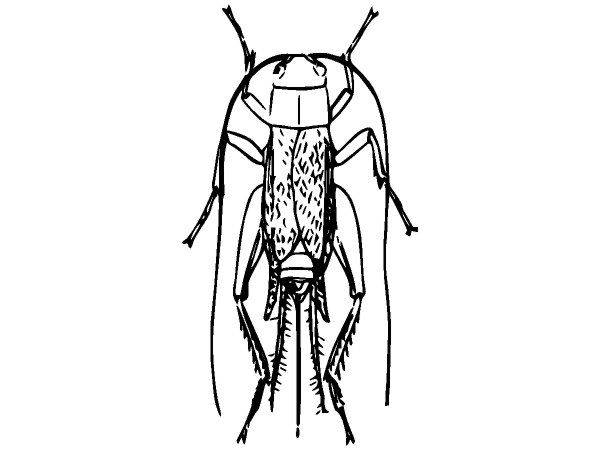 Животные 2455 Животные 2455